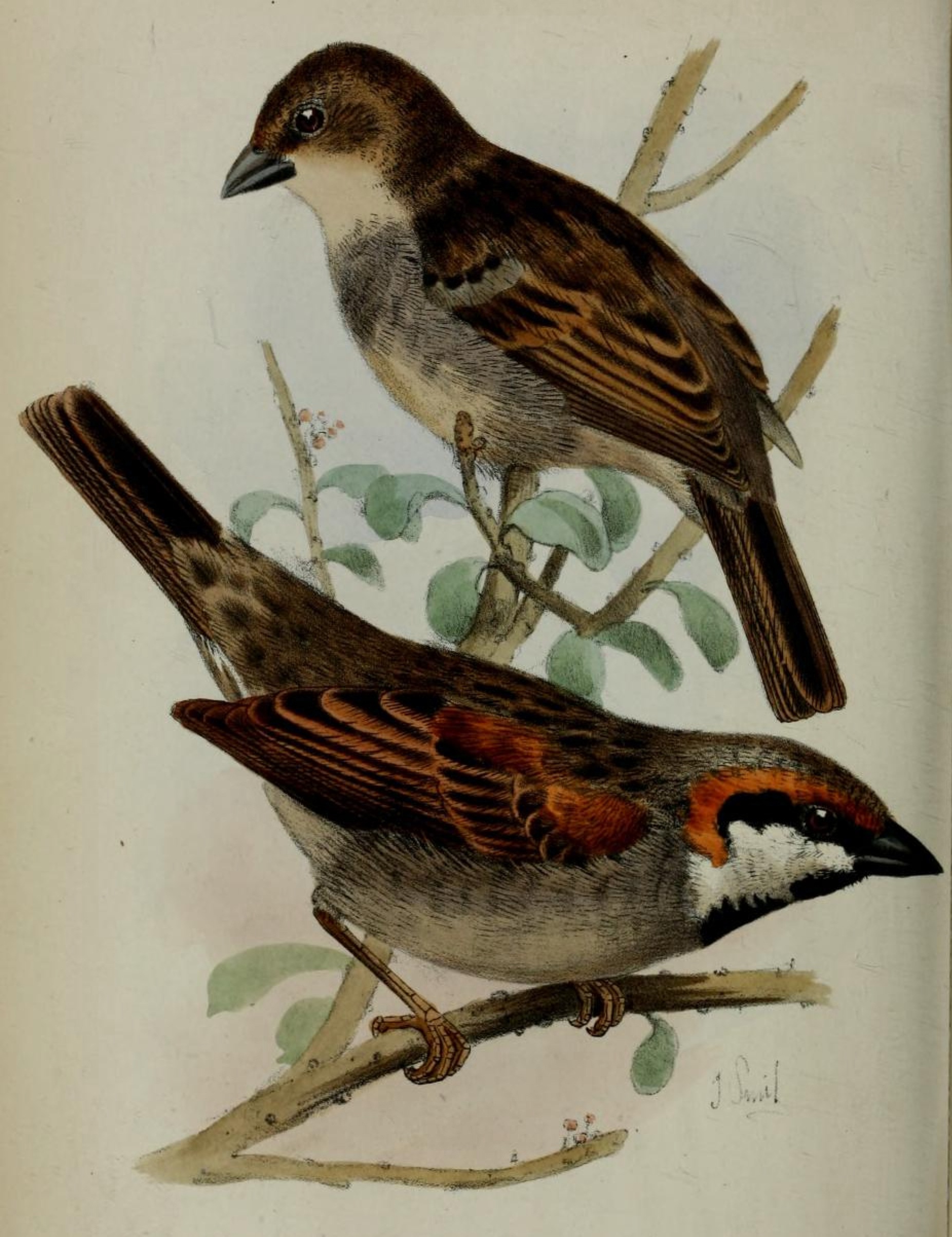 Socotra Sparrow wallpaper