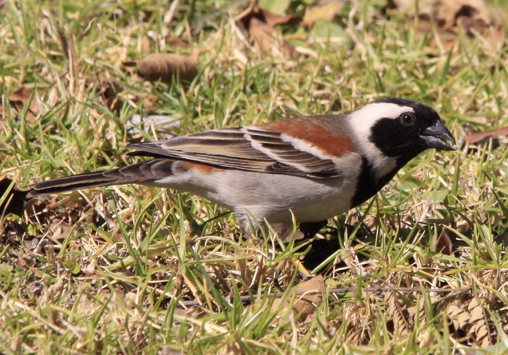 Cape Sparrow wallpaper