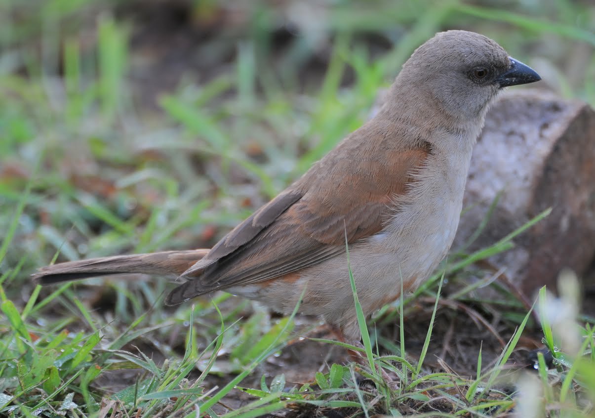 Northern Grey-headed Sparrow wallpaper