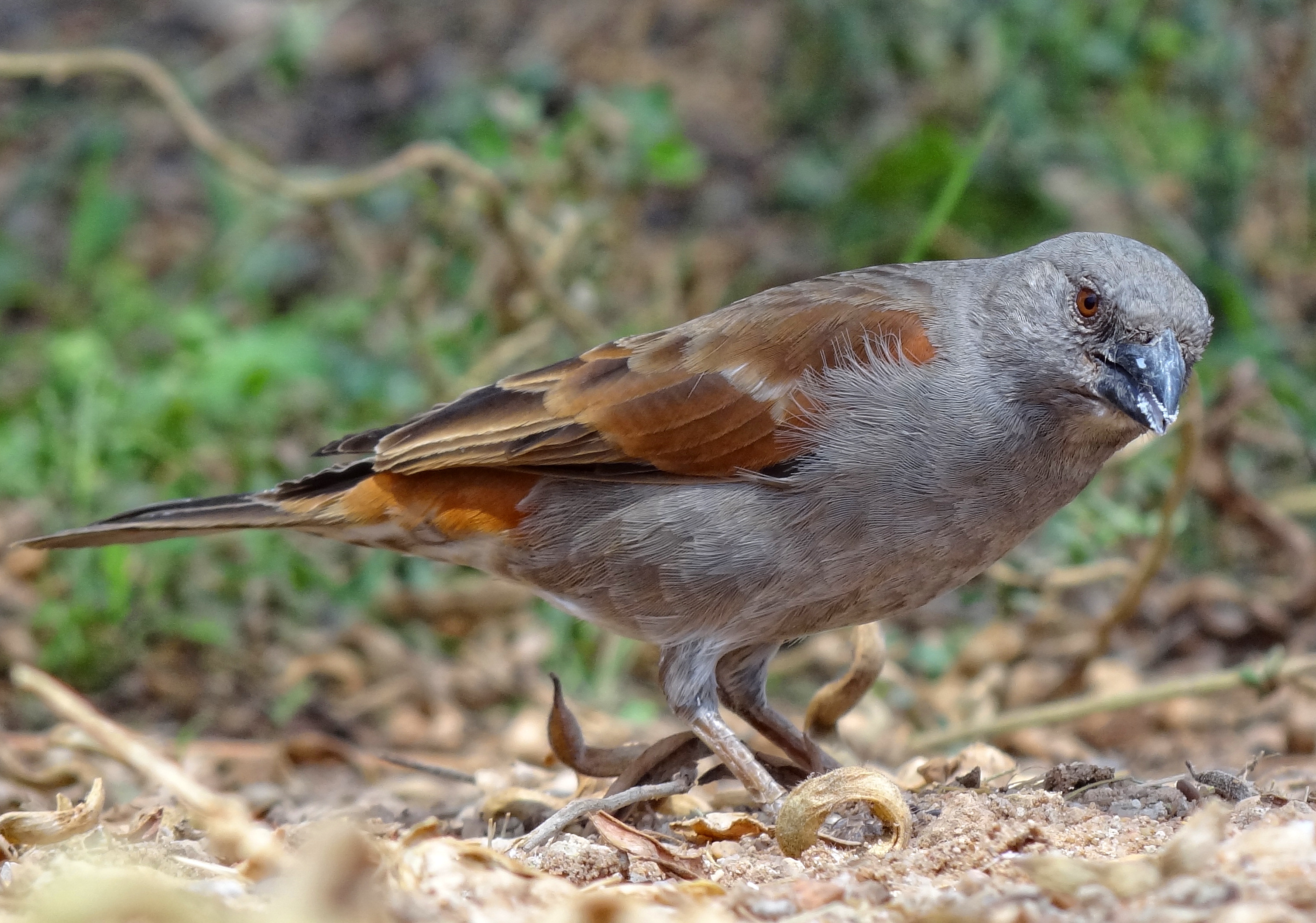 Parrot-billed Sparrow wallpaper