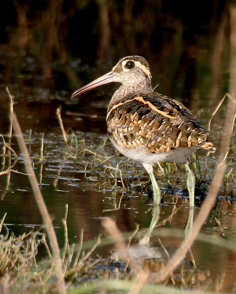 Greater Painted Snipe wallpaper