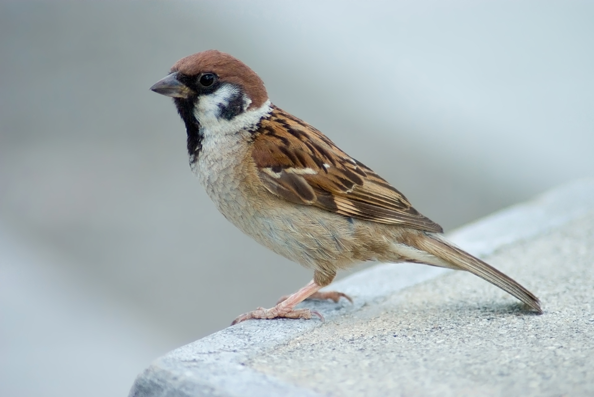 Eurasian Tree Sparrow wallpaper