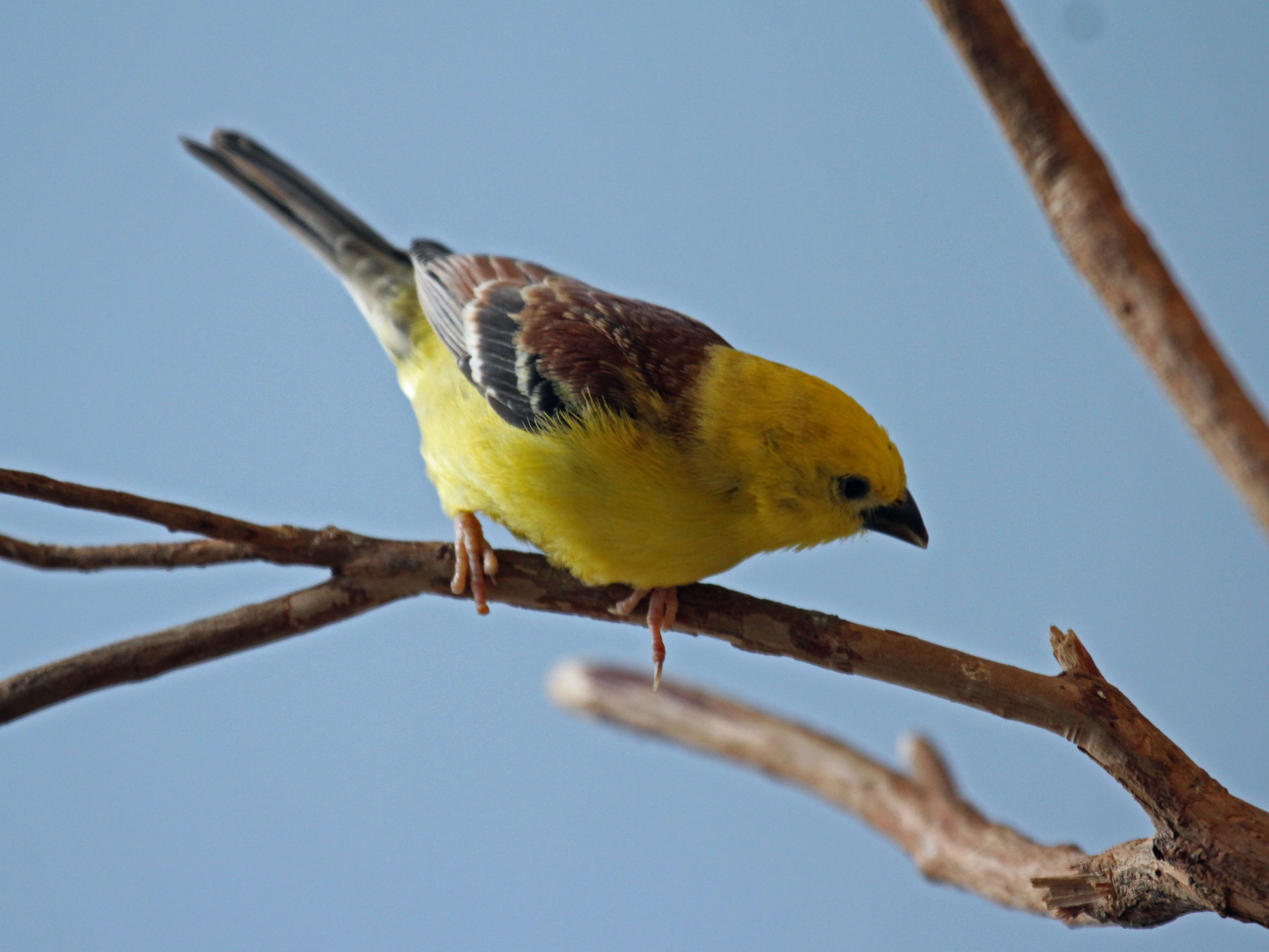 Sudan Golden Sparrow wallpaper