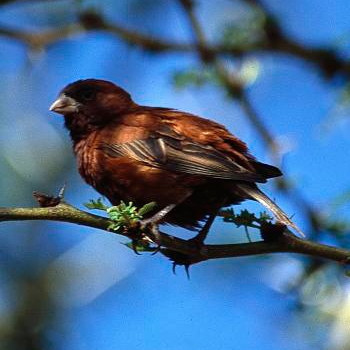 Chestnut Sparrow wallpaper