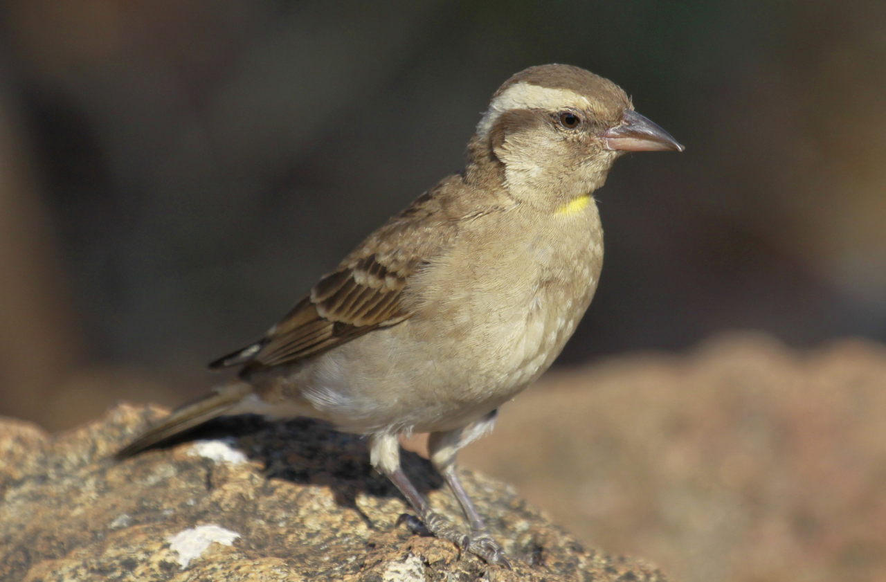 Yellow-throated Petronia wallpaper