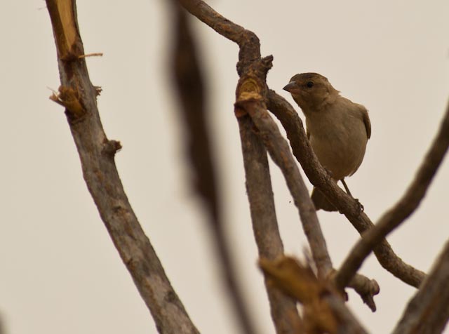 Bush Petronia wallpaper