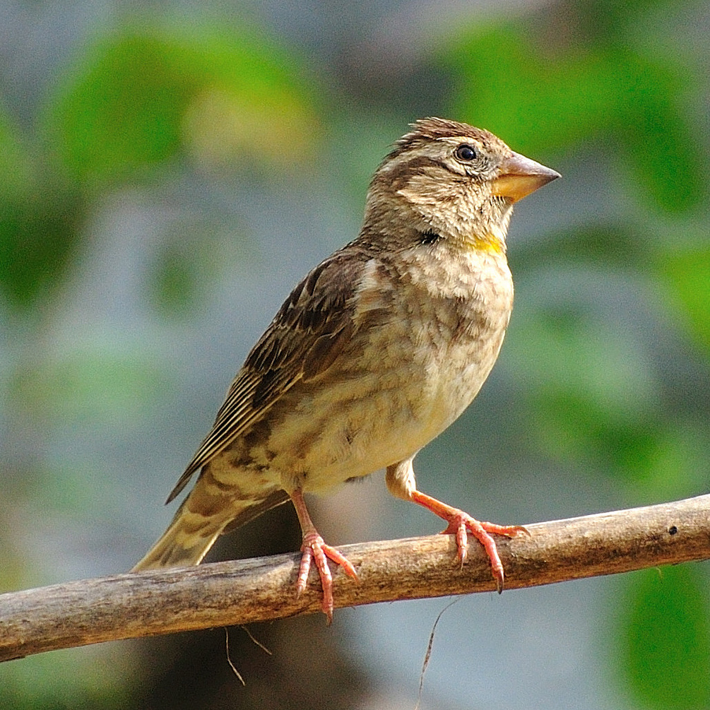 Rock Sparrow wallpaper