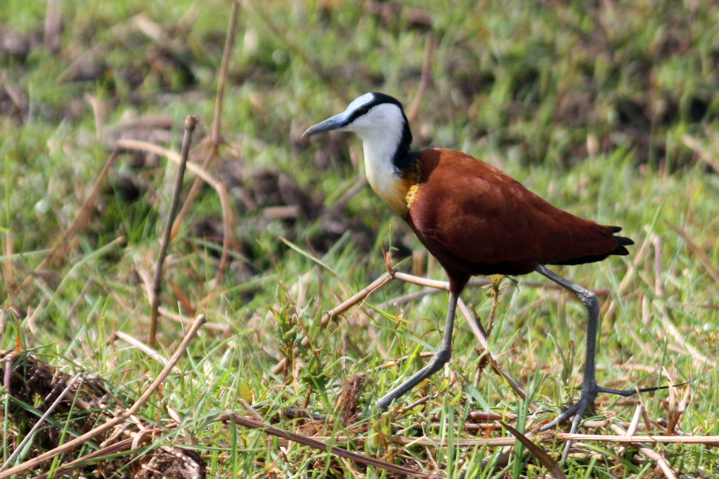 African Jacana wallpaper