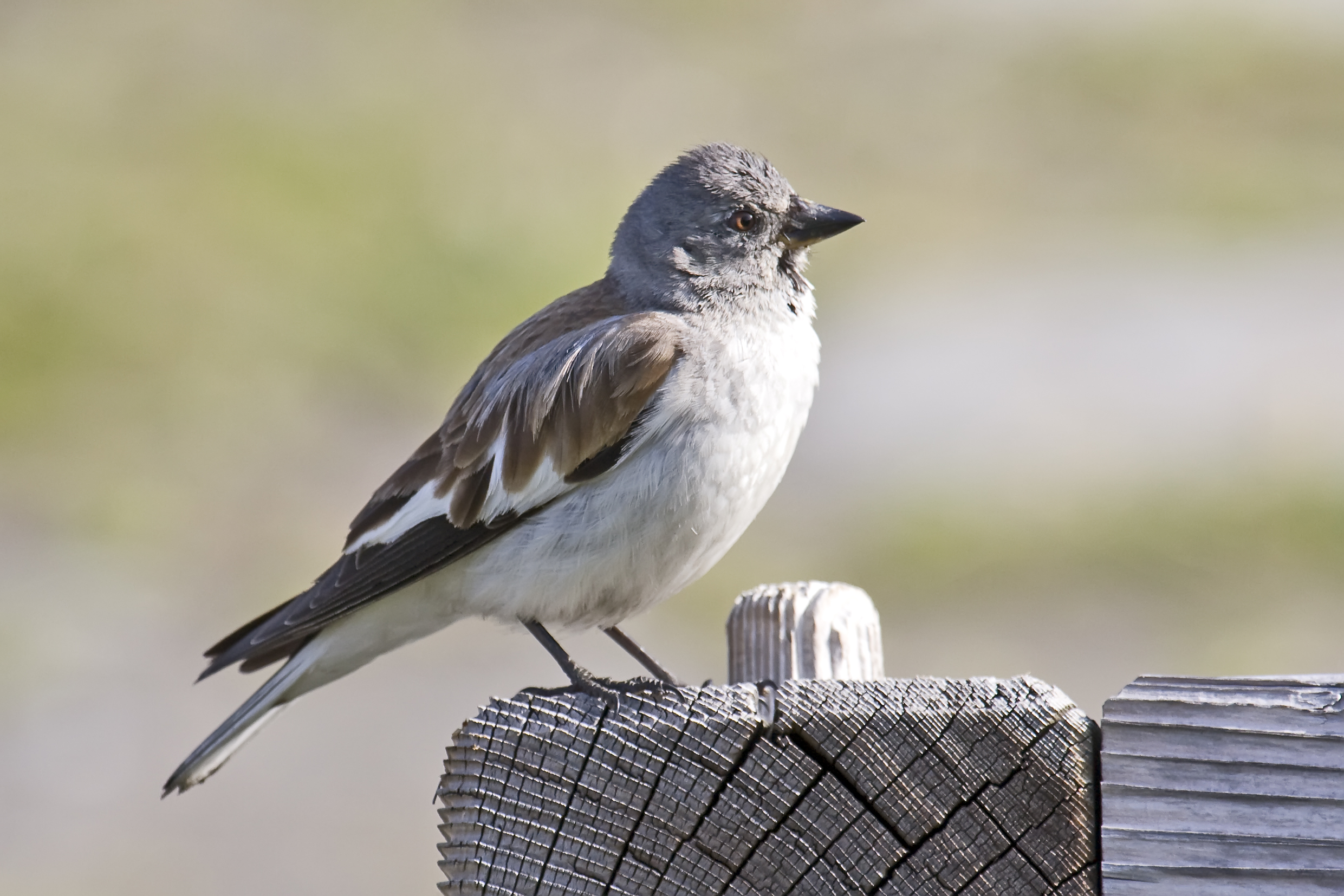 White-winged Snowfinch wallpaper