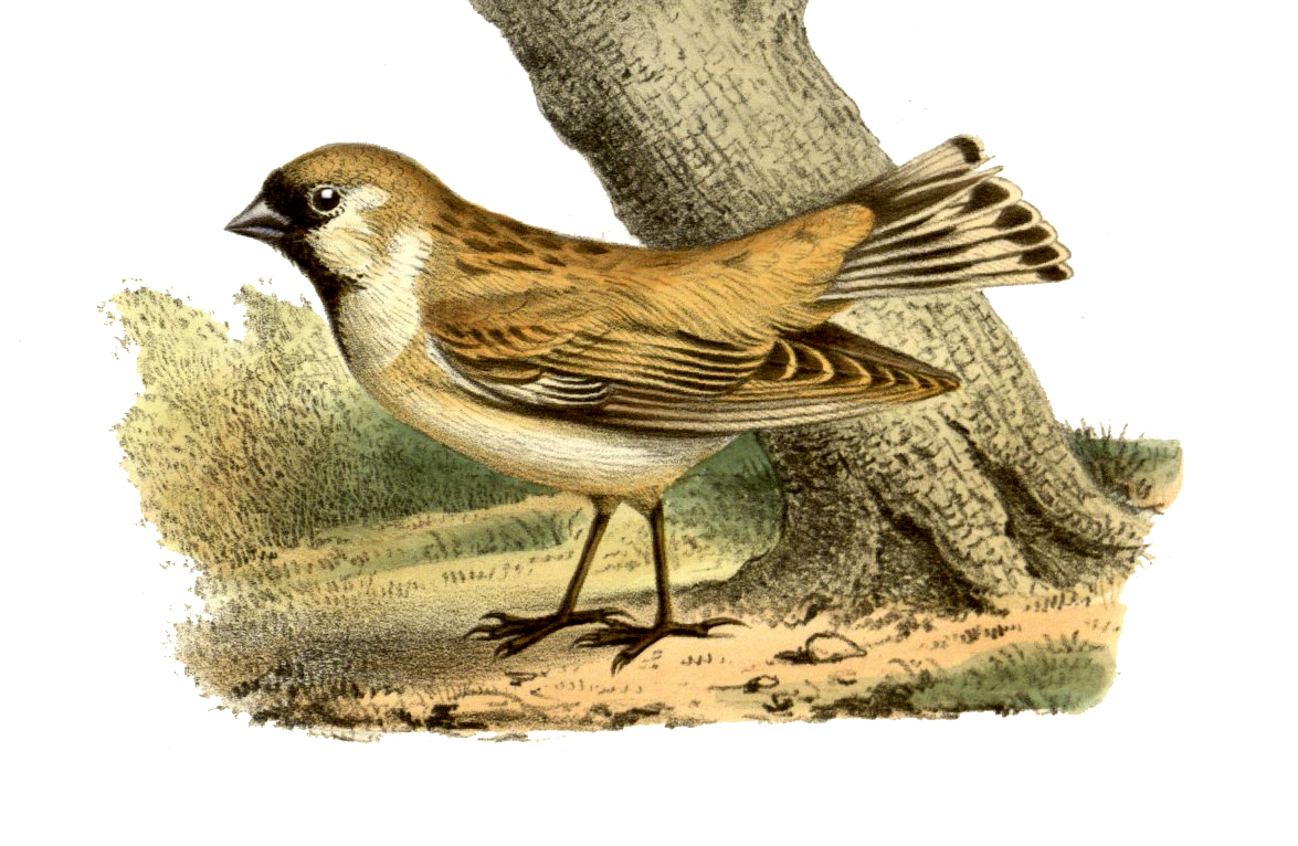 Pere David's Snowfinch wallpaper