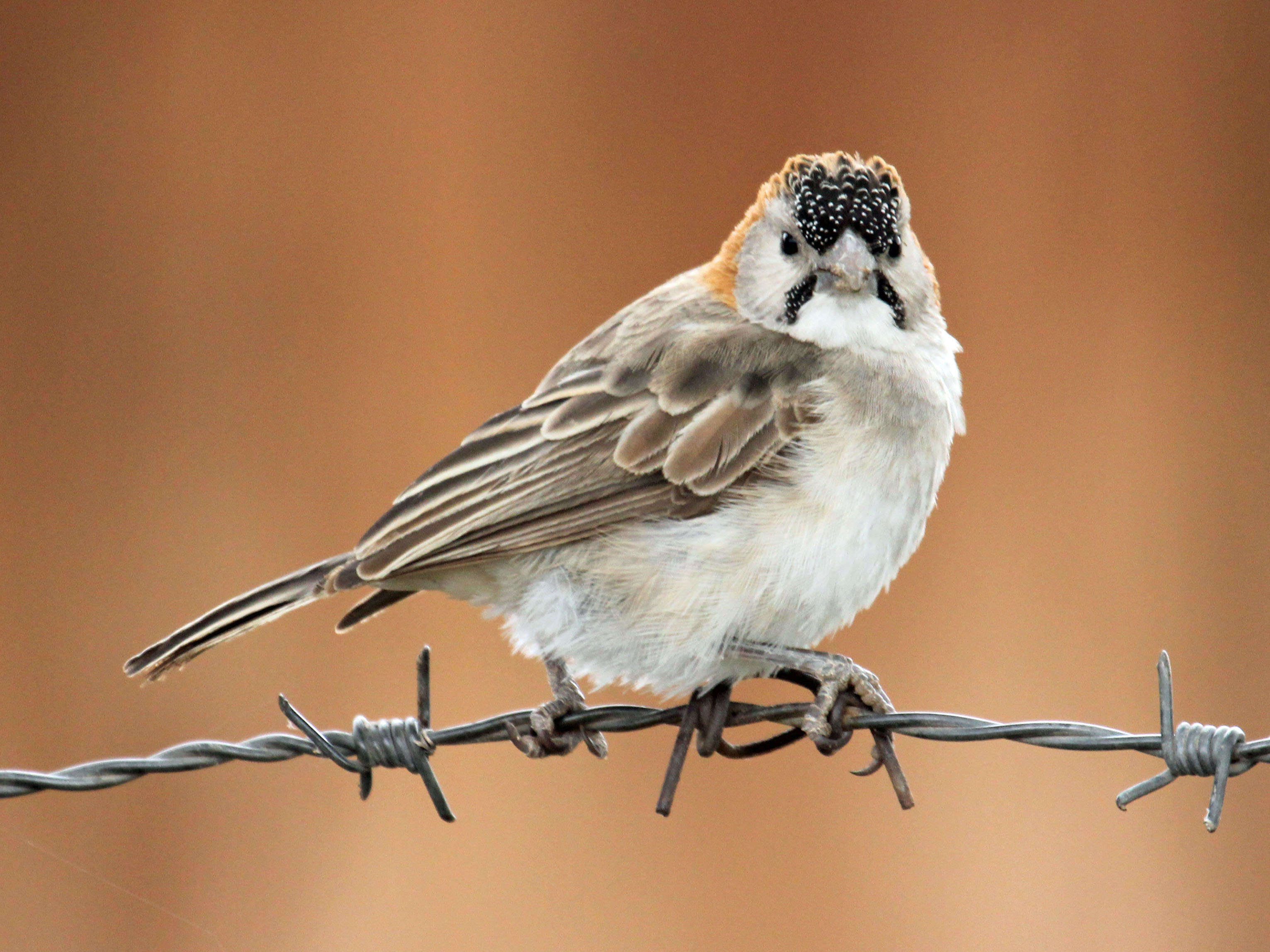 Speckle-fronted Weaver wallpaper