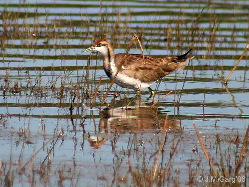 Pheasant-tailed Jacana wallpaper