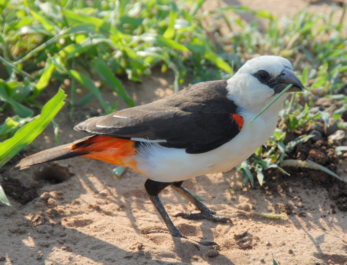 White-headed Buffalo Weaver wallpaper