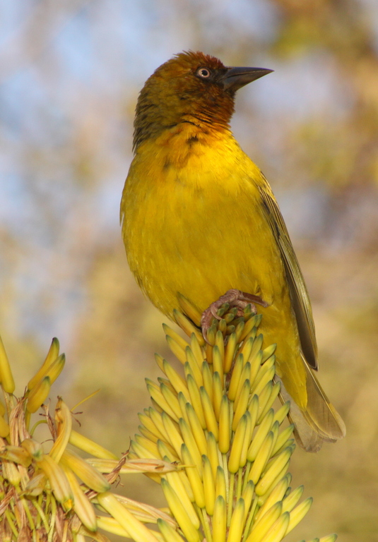 Cape Weaver wallpaper