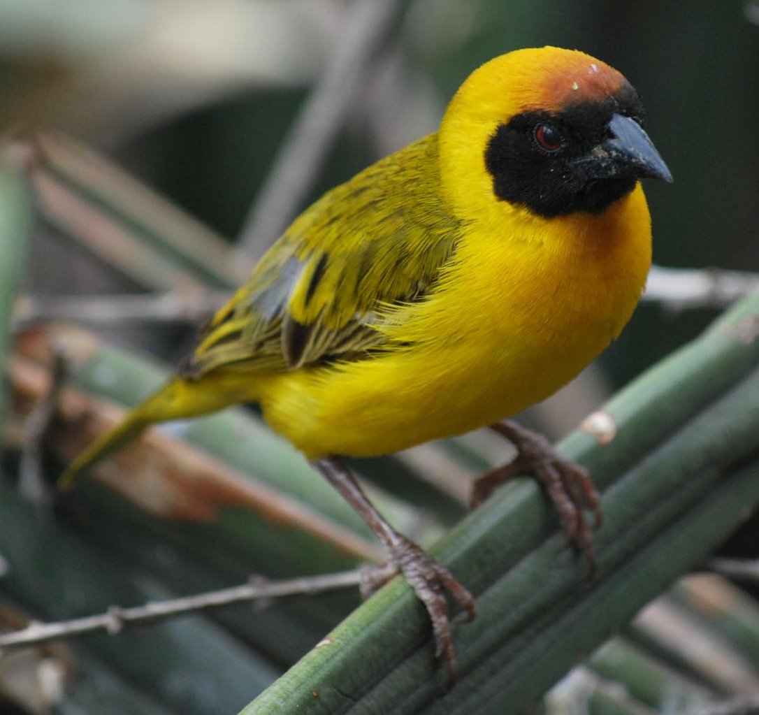 Southern Masked Weaver wallpaper