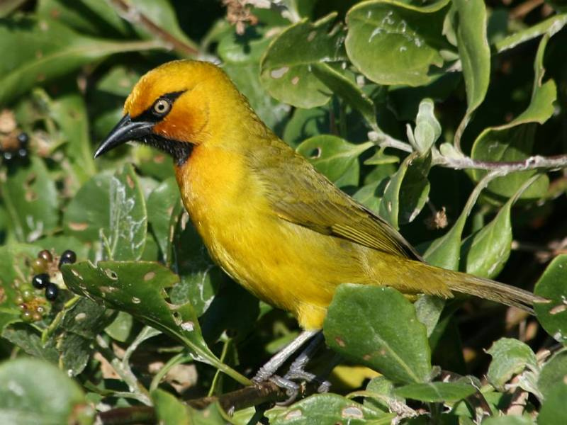 Spectacled Weaver wallpaper