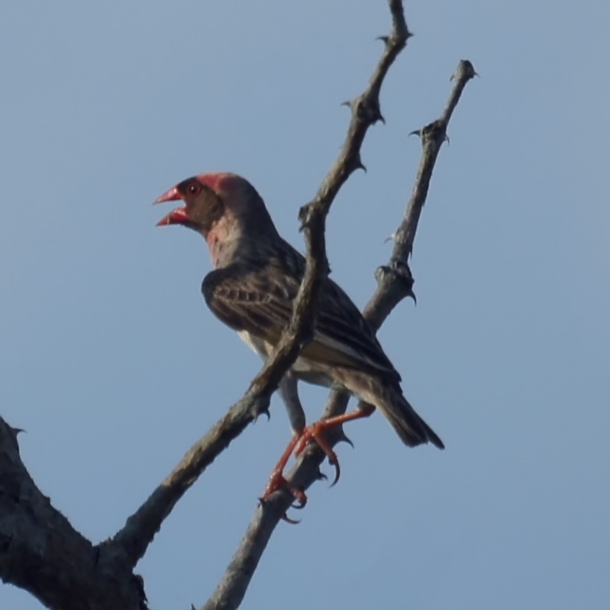 Red-billed Quelea wallpaper