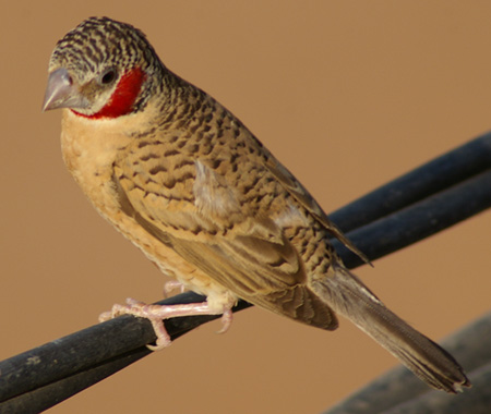 Cut-throat Finch wallpaper