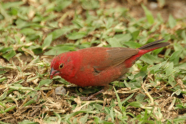 Red-billed Firefinch wallpaper