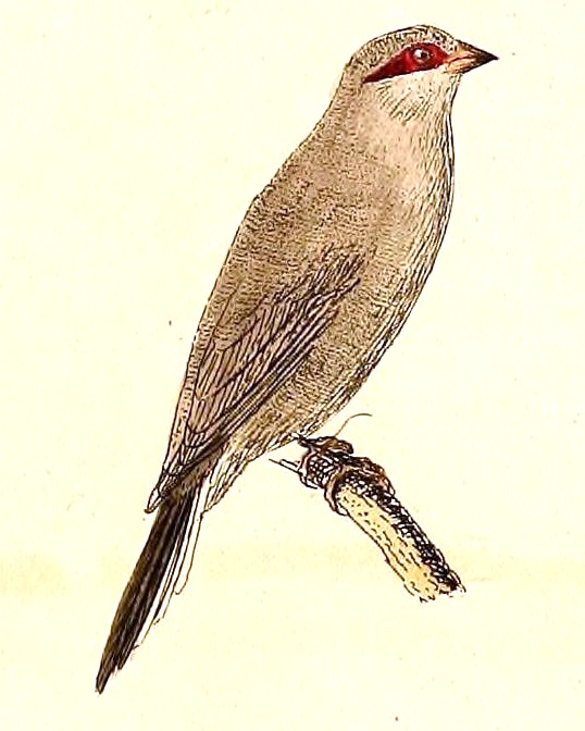 Black-rumped Waxbill wallpaper