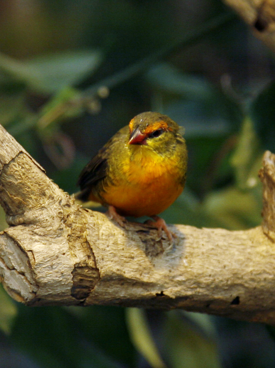 Orange-breasted Waxbill wallpaper