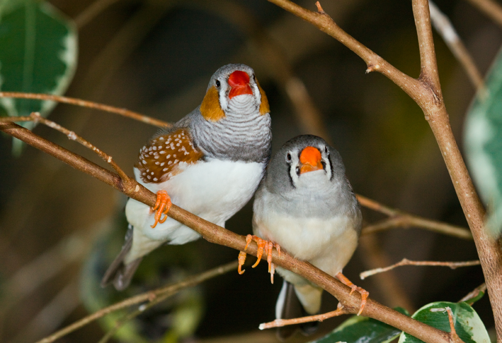 Zebra Finch wallpaper