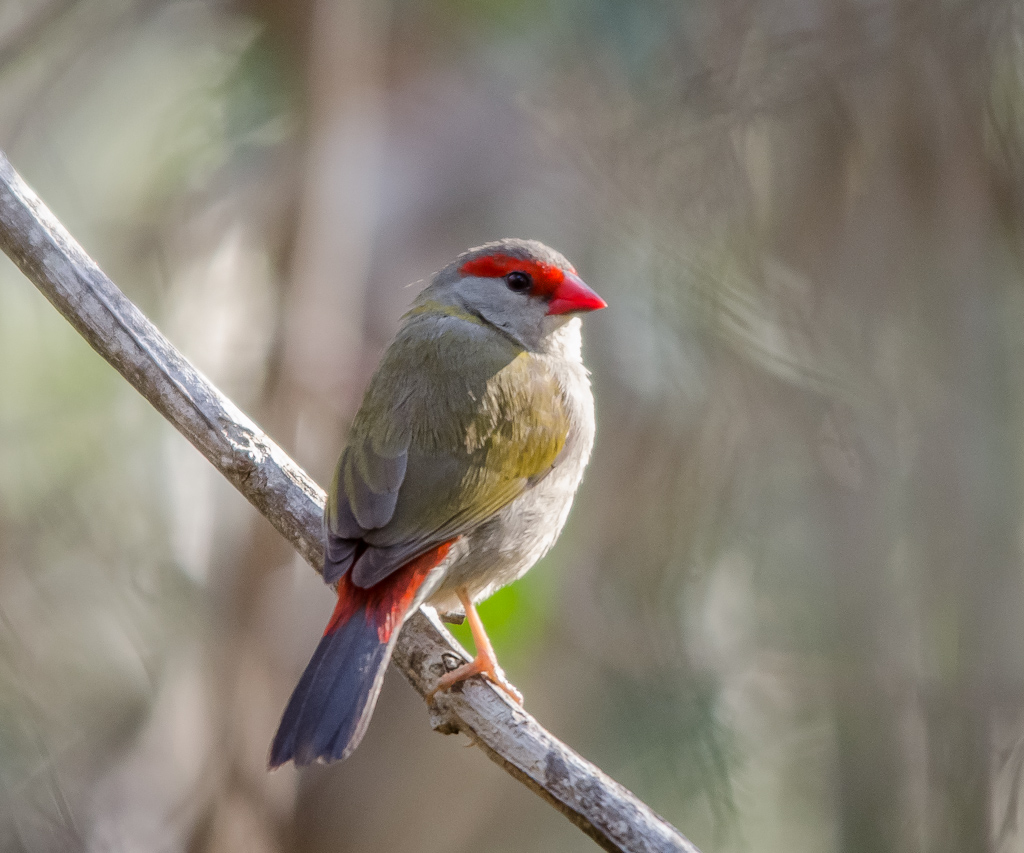 Red-browed Finch wallpaper