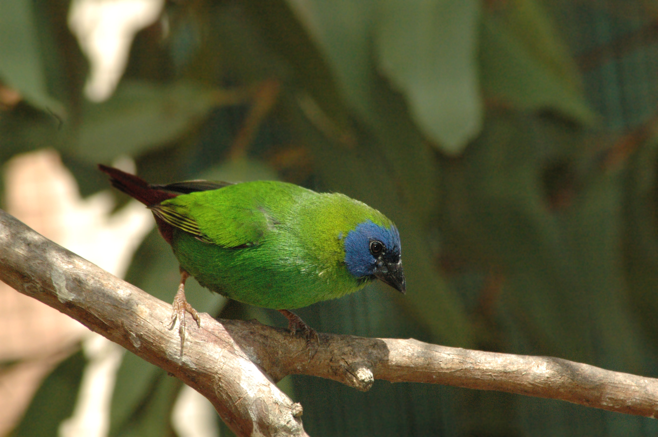 Blue-faced Parrotfinch wallpaper