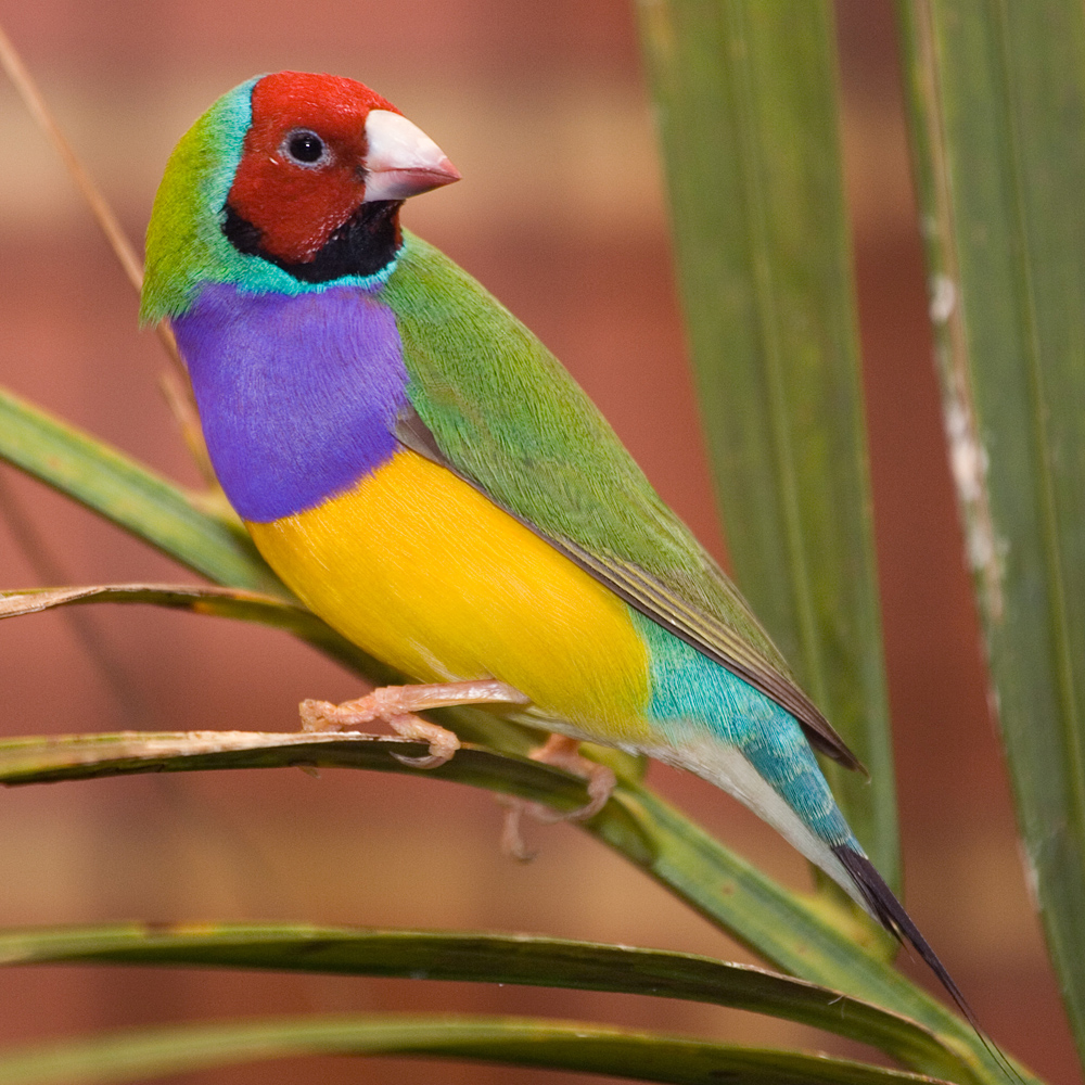 Gouldian Finch wallpaper