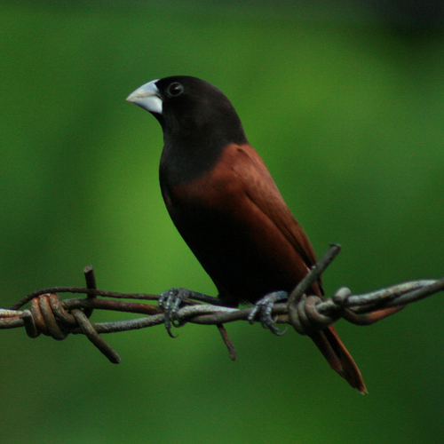 Chestnut Munia wallpaper