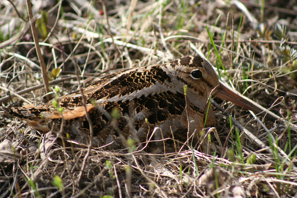 American Woodcock wallpaper