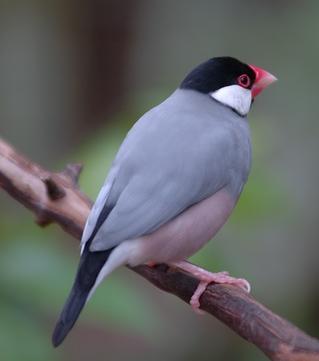 Java Sparrow wallpaper