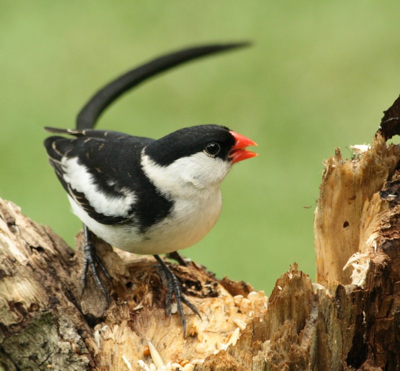 Pin-tailed Whydah wallpaper