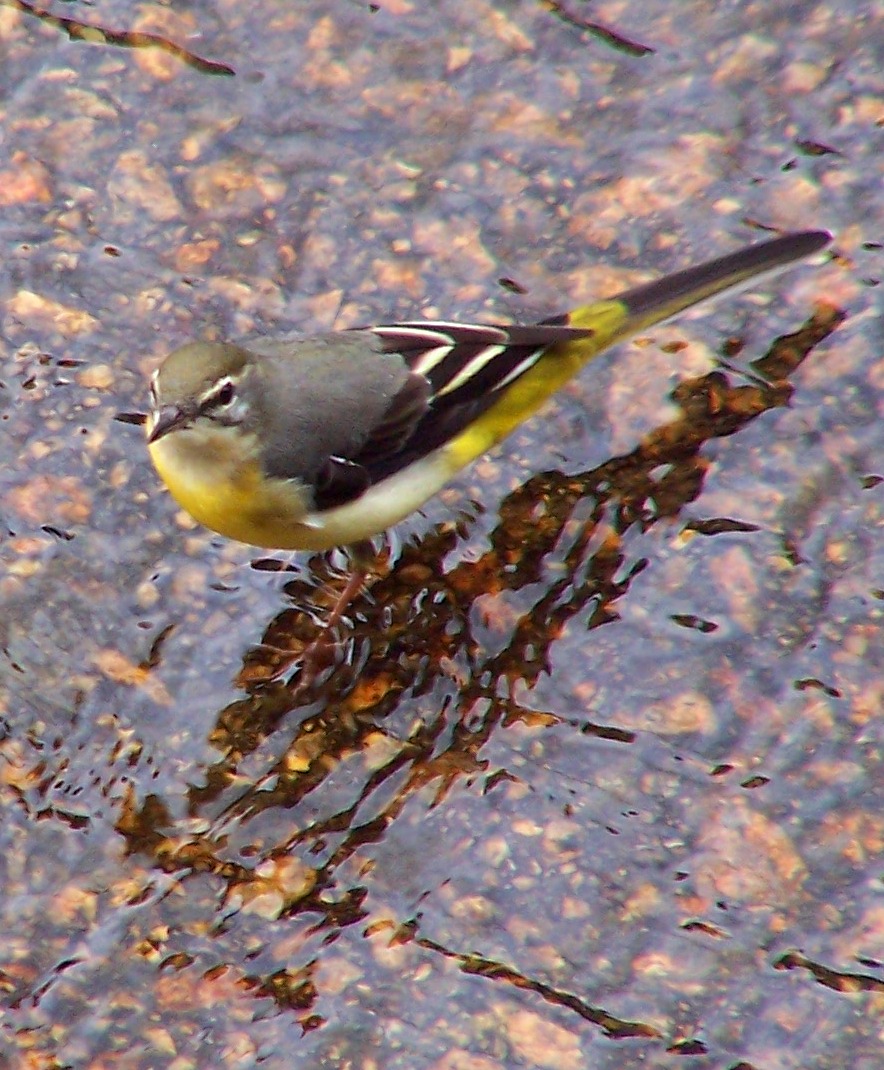 Grey Wagtail wallpaper