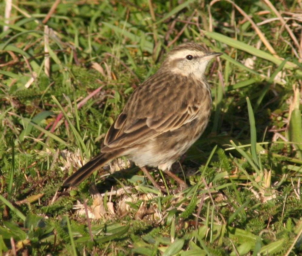 New Zealand Pipit wallpaper