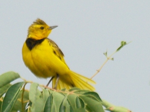 Golden Pipit wallpaper