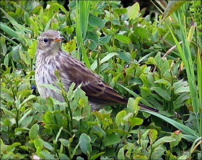 Water Pipit wallpaper