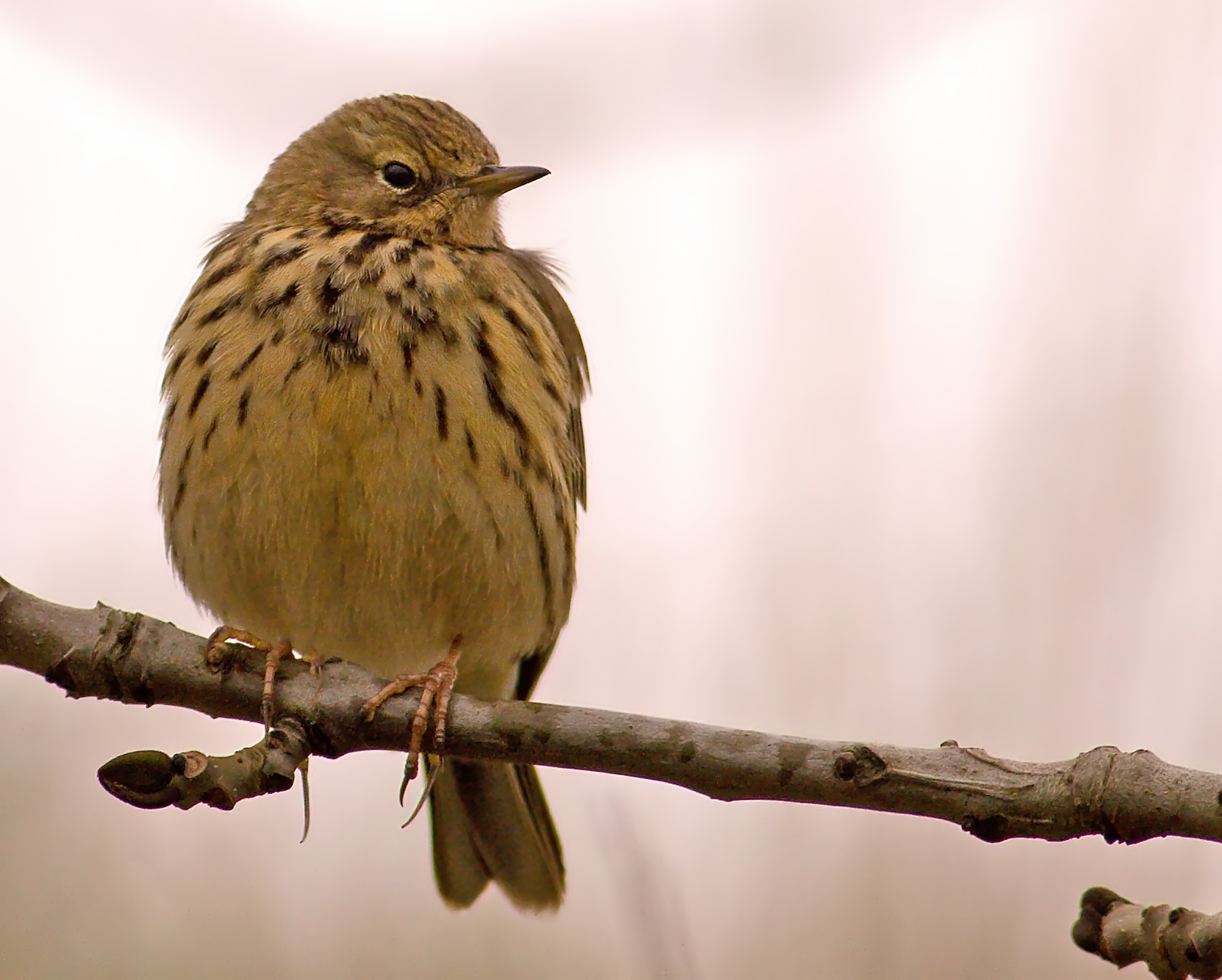 Meadow Pipit wallpaper