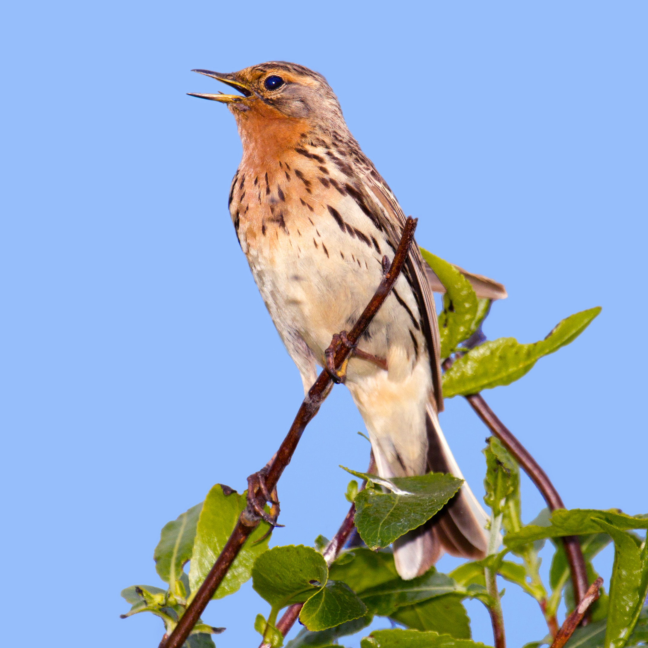 Red-throated Pipit wallpaper