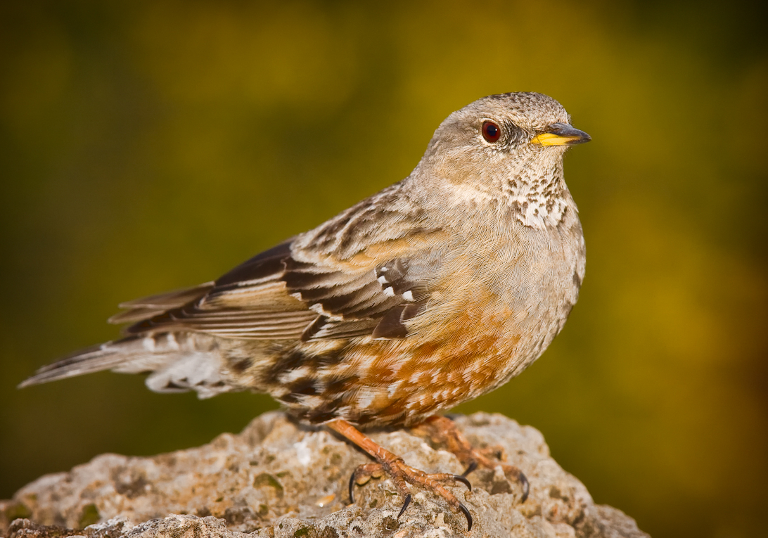 Alpine Accentor wallpaper