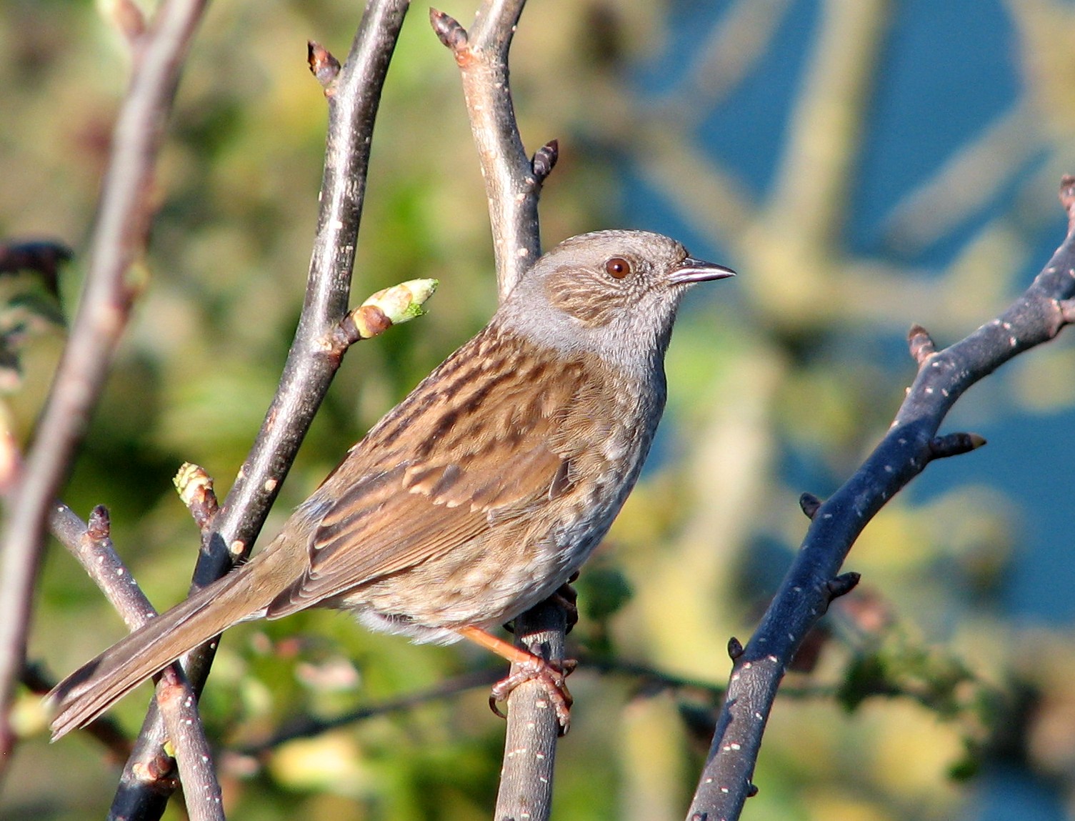 Dunnock wallpaper