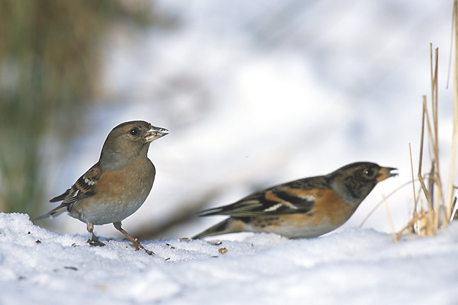 Brambling wallpaper