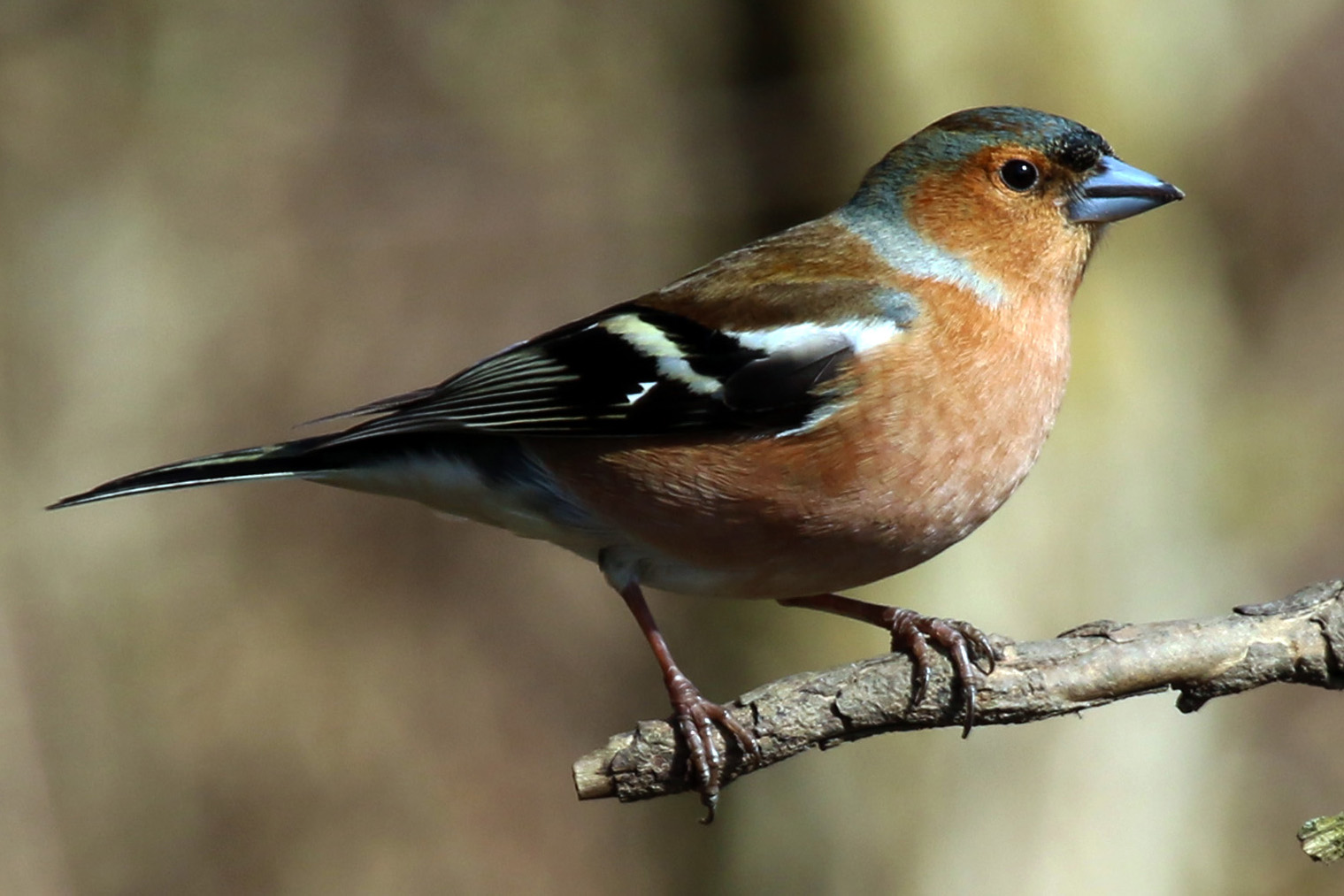 Common Chaffinch wallpaper