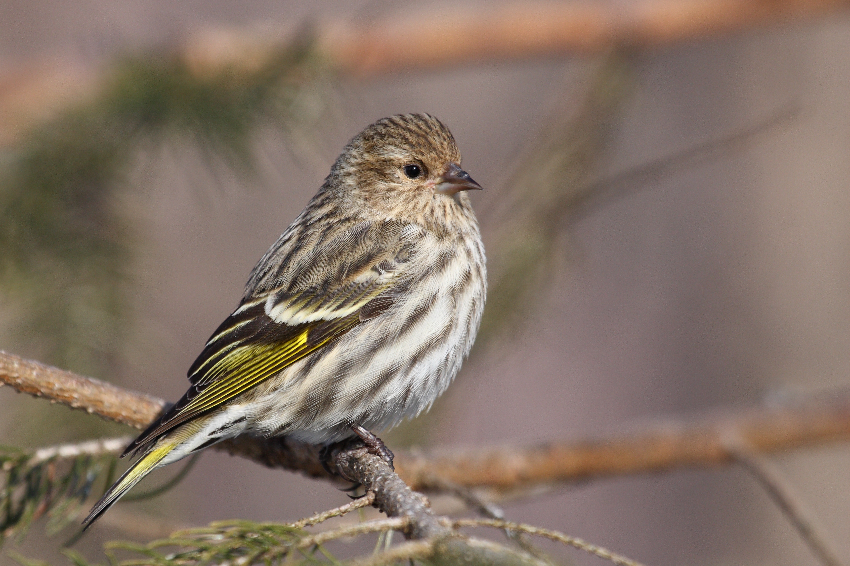 Pine Siskin wallpaper