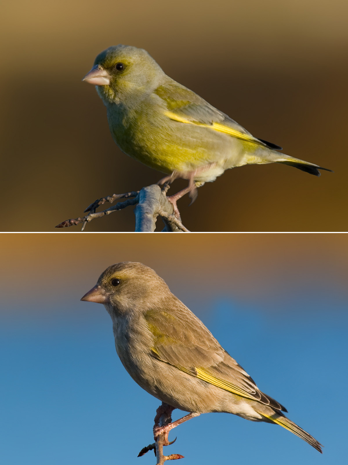 European Greenfinch wallpaper