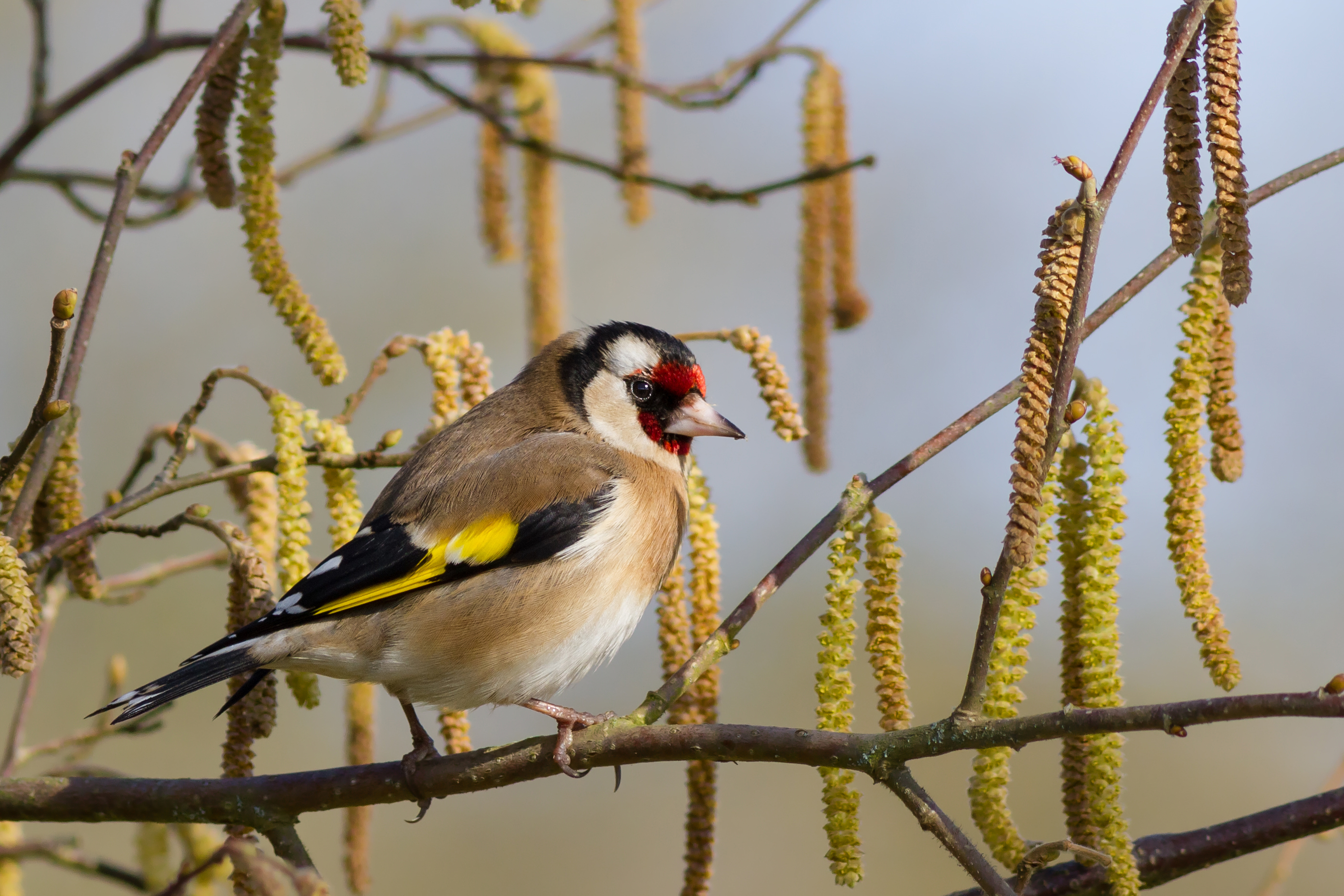 European Goldfinch wallpaper