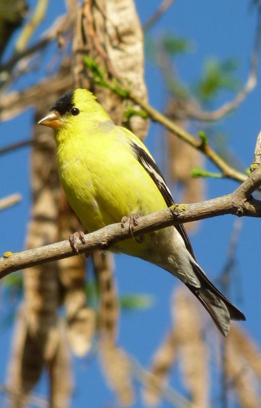 American Goldfinch wallpaper