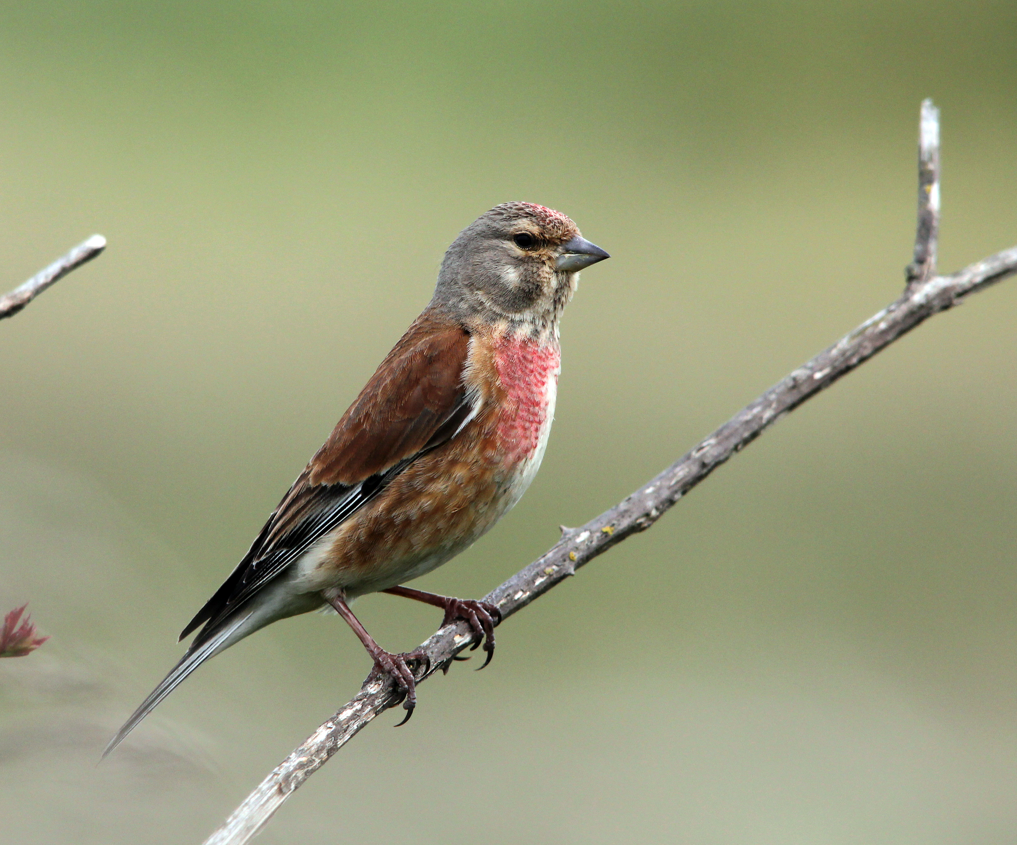 Linnet wallpaper