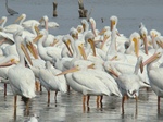 A flock of American White Pelicans