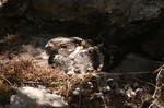 Abyssinian Nightjar in the cave